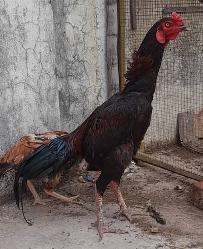 Urgent Sale - Aseel Murga