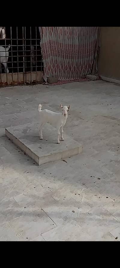 Male bacha gulabi skin