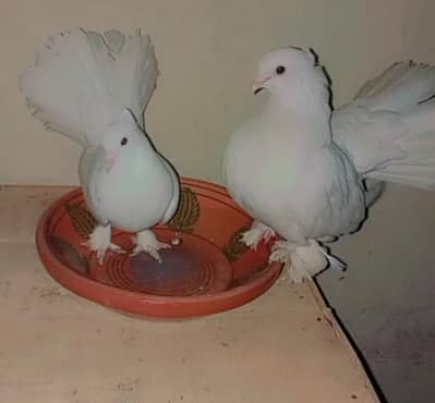 urgently sale lucky kabuter breader pair