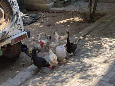 Healthy active egg laying