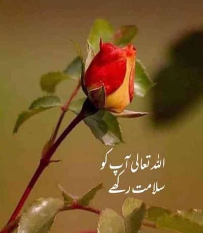 m.rizwan