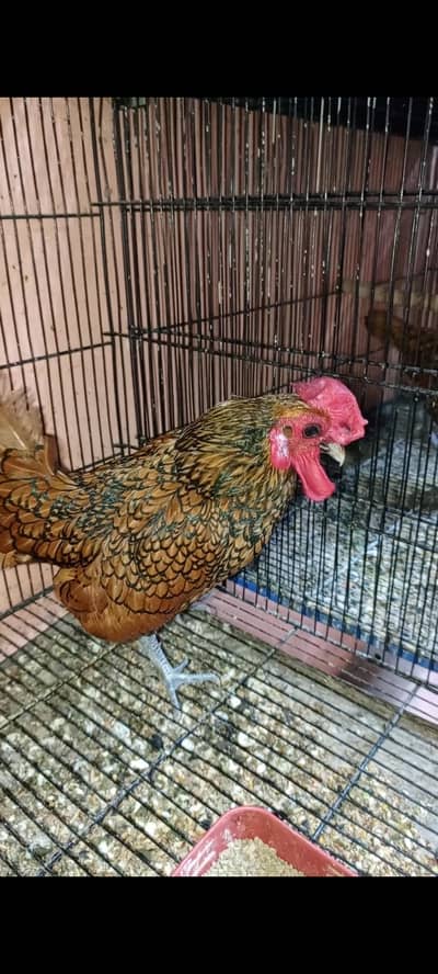 Golden sebrigth trio