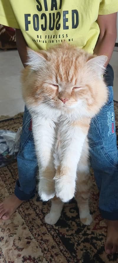 persian cat urgent sale