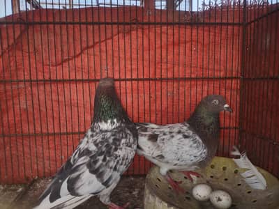 Pigeon Sale