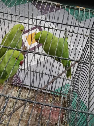 ring neck male female hai