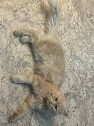 persian cat