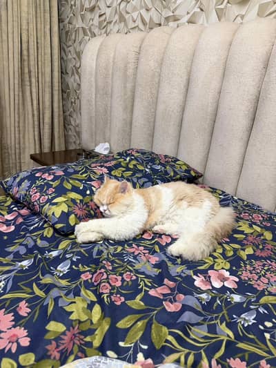 Persian cat original improted short. Hair full trian