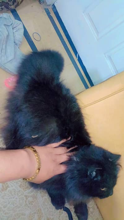 tripple coat for urgent sale