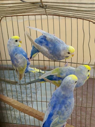 Top Quality Rainbow Budgies