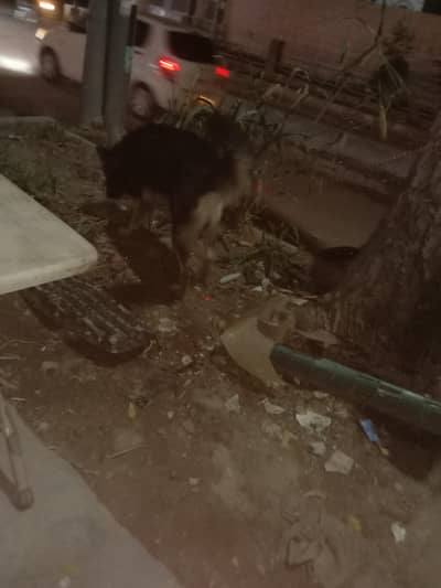 German shepherd male  mix breed