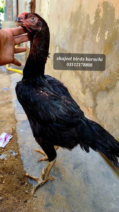 Black shamo parrot beak female. madi