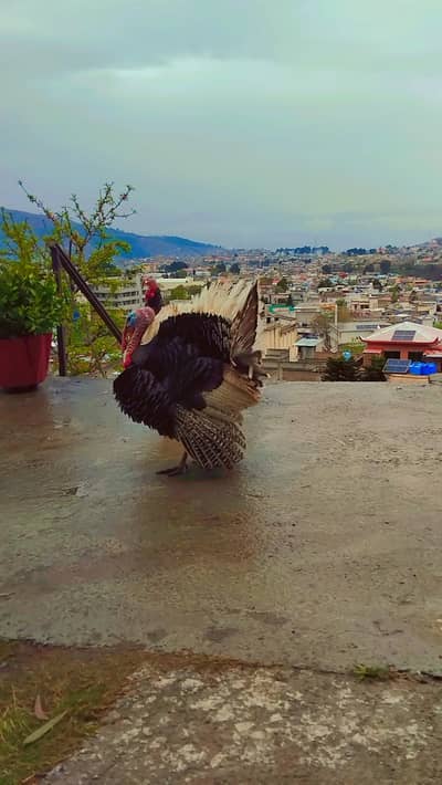 turkey male birds