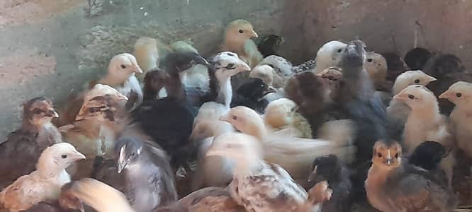 فروخت کے لیے گولڈن مسیری چوزے + انڈے دینے والی مرغیاں