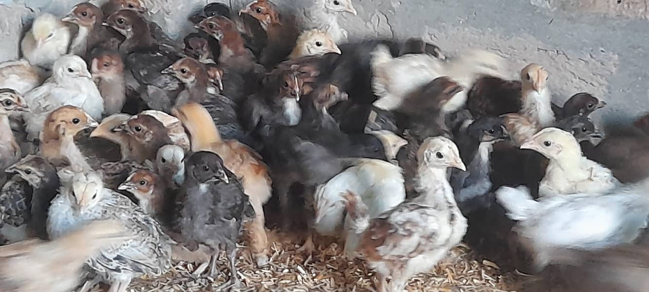 فروخت کے لیے گولڈن مسیری چوزے + انڈے دینے والی مرغیاں 1