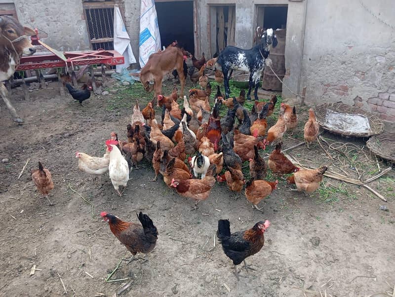 فروخت کے لیے گولڈن مسیری چوزے + انڈے دینے والی مرغیاں 2