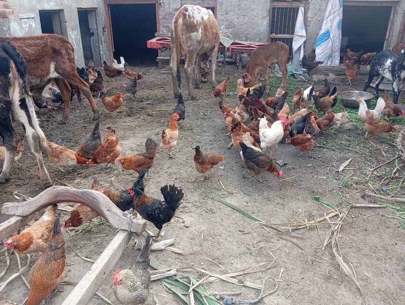 فروخت کے لیے گولڈن مسیری چوزے + انڈے دینے والی مرغیاں 3