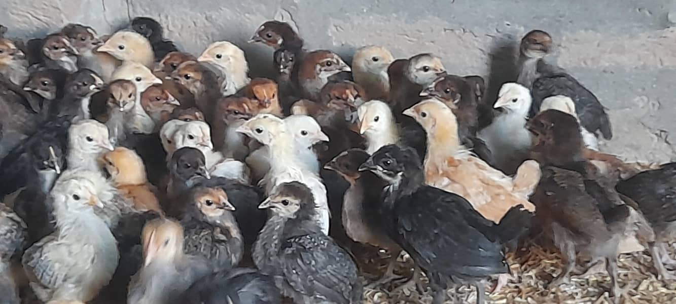 فروخت کے لیے گولڈن مسیری چوزے + انڈے دینے والی مرغیاں 4