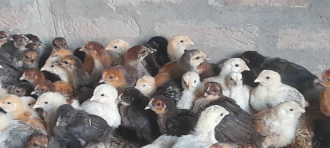 فروخت کے لیے گولڈن مسیری چوزے + انڈے دینے والی مرغیاں 5