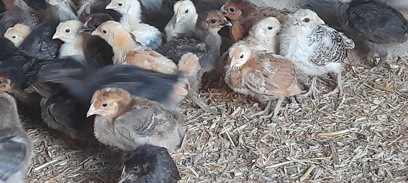 فروخت کے لیے گولڈن مسیری چوزے + انڈے دینے والی مرغیاں 6