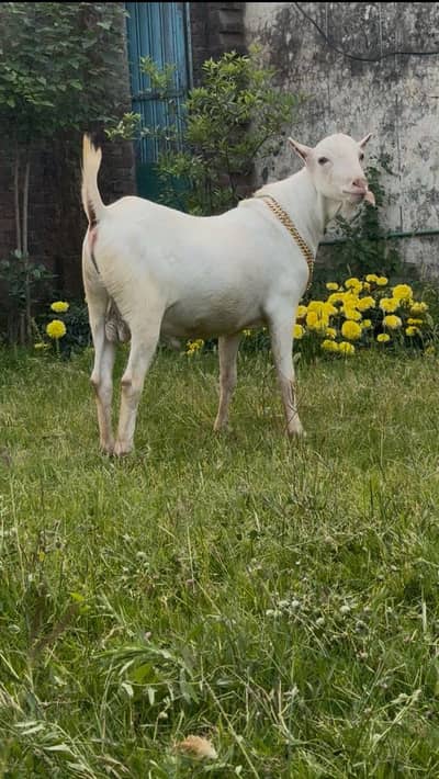 teeda male qurbani special