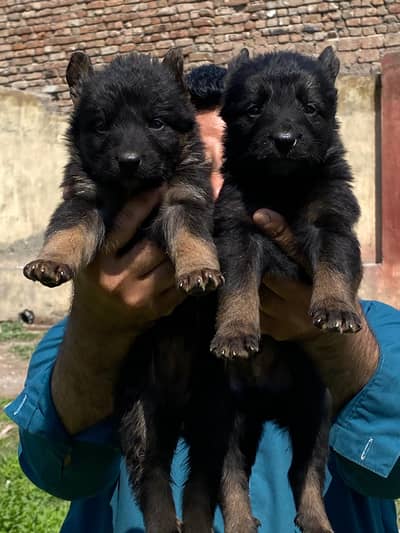 German Shepherd double coat pair for sale