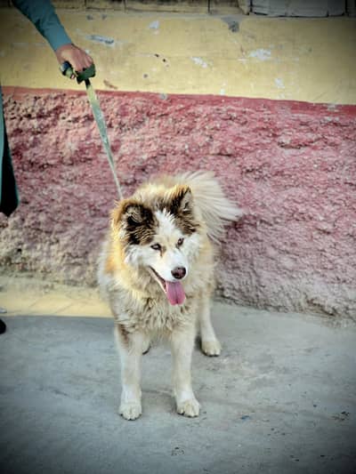 Husky Female wolf coat