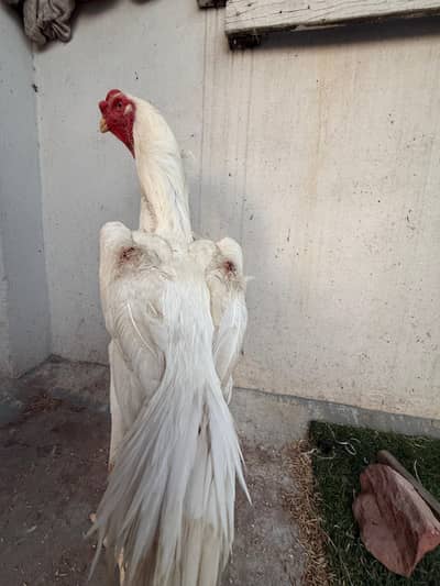 shamo breeder male for sale