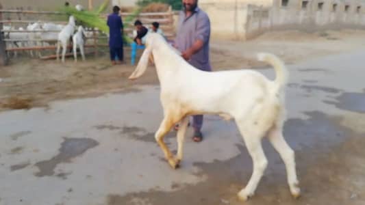 Qurbani ke Liye Bakra for sale,, +03228068418
