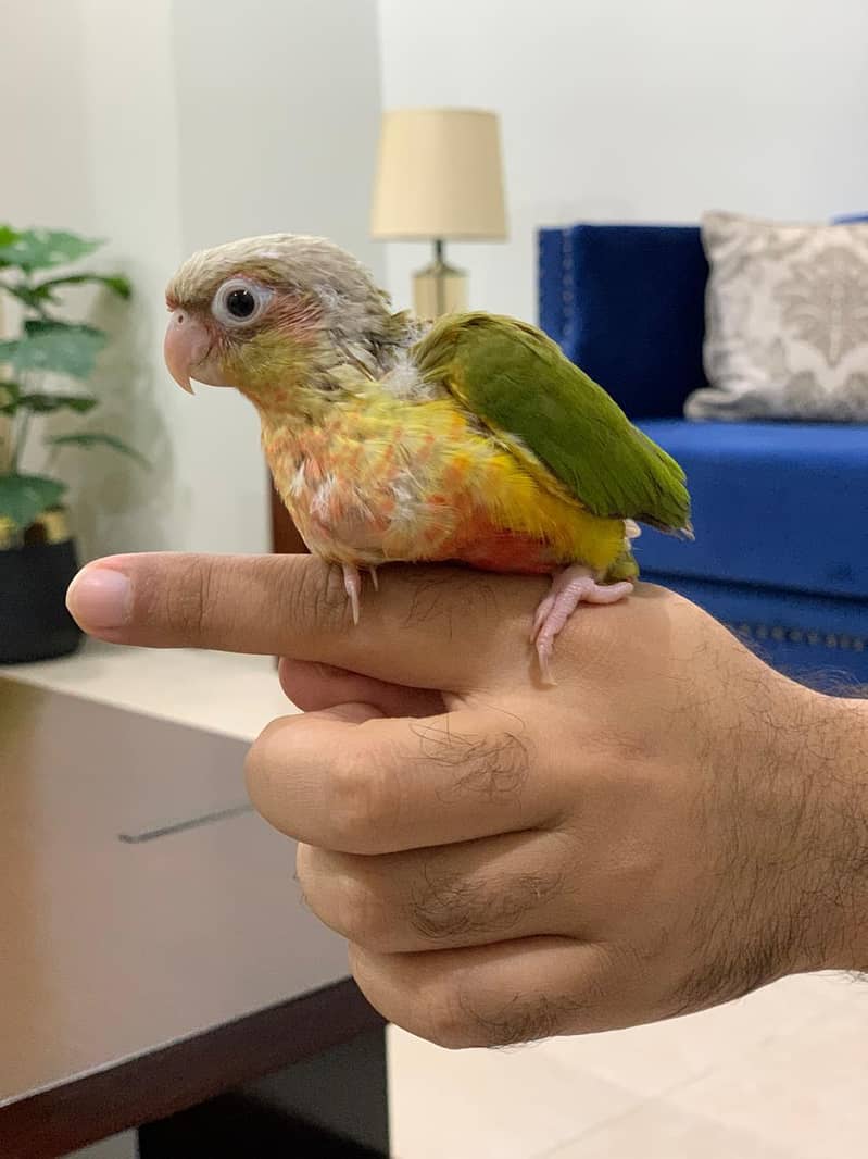 Pineapple Conure 2