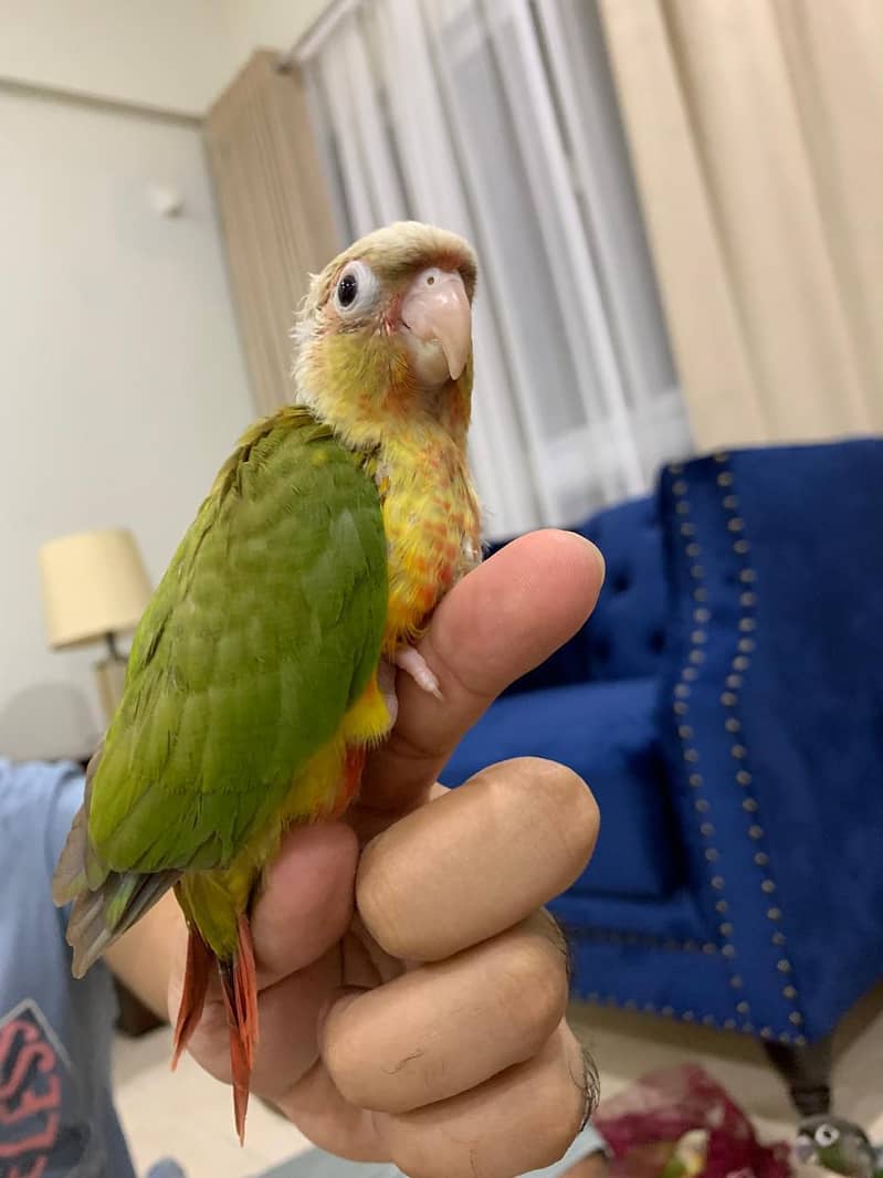 Pineapple Conure 3
