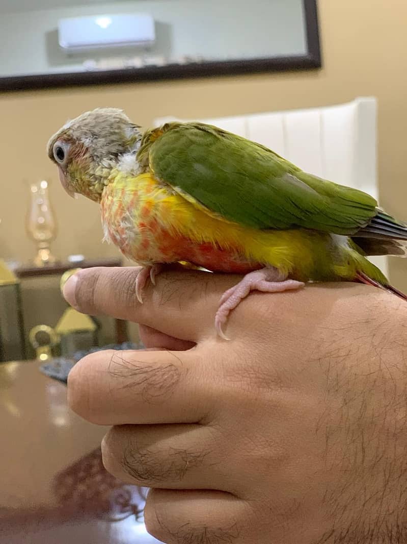 Pineapple Conure 4