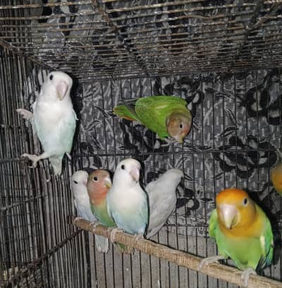 description pora read kare phele sb meri home breed ha