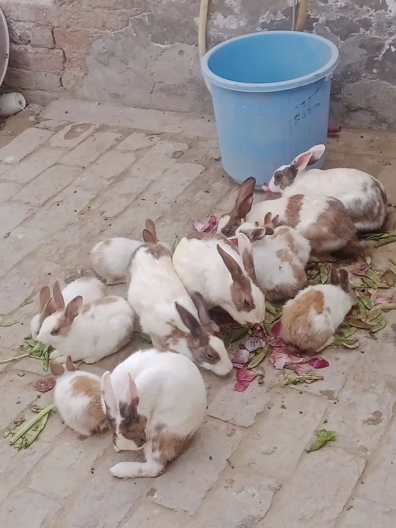 Ak joora 1500 ka hy jis bhai ny lany hoo mansab Price ma lay sakhta h — photo 4