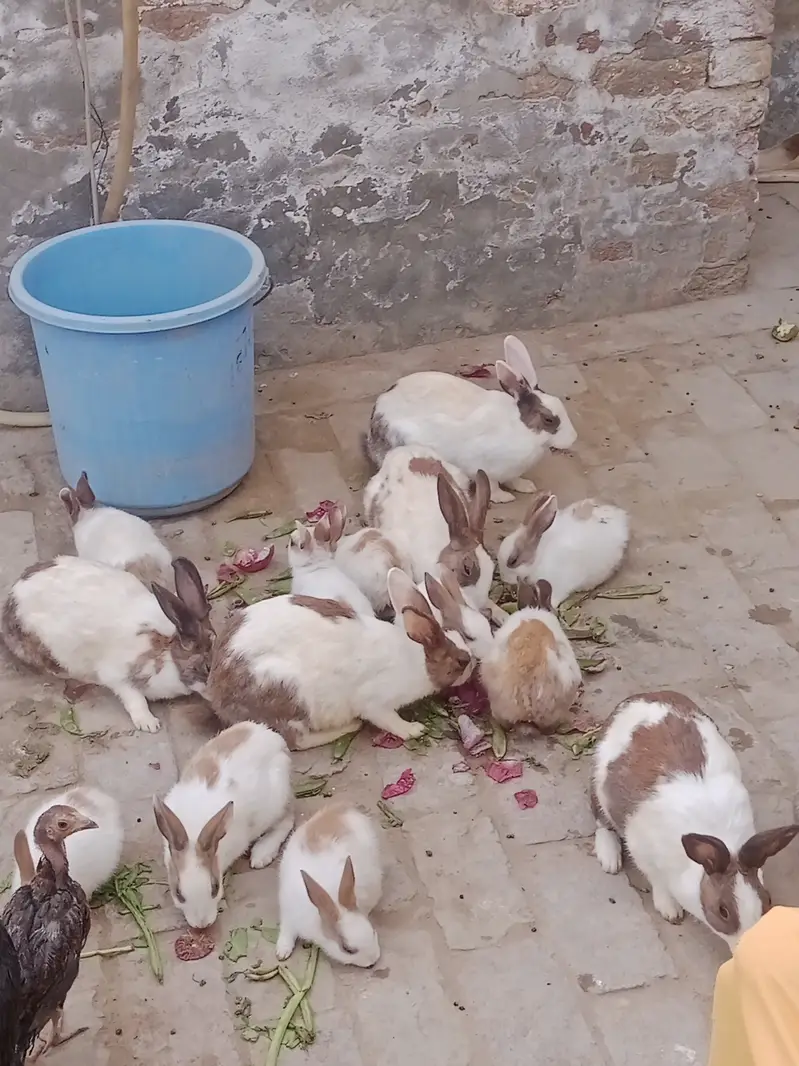 Ak joora 1500 ka hy jis bhai ny lany hoo mansab Price ma lay sakhta h — photo 5