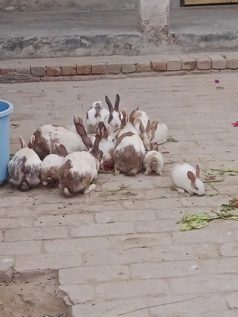 Ak joora 1500 ka hy jis bhai ny lany hoo mansab Price ma lay sakhta h — photo 7