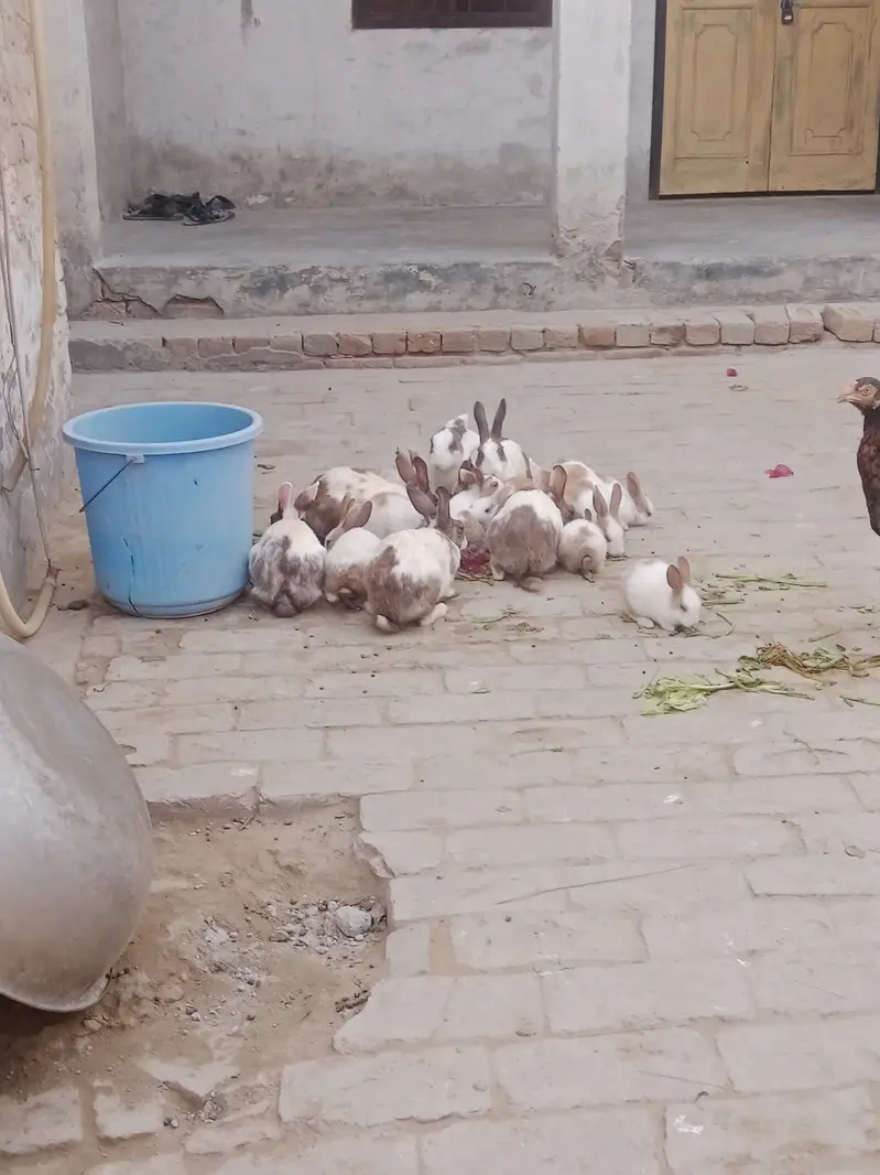 Ak joora 1500 ka hy jis bhai ny lany hoo mansab Price ma lay sakhta h — photo 8