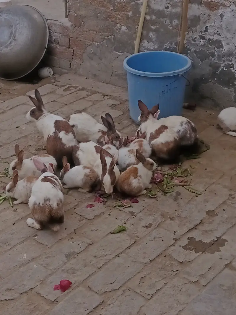 Ak joora 1500 ka hy jis bhai ny lany hoo mansab Price ma lay sakhta h — photo 9