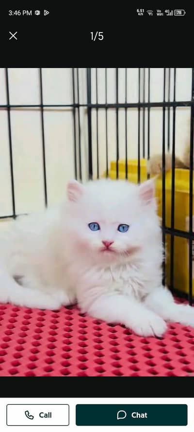 Persian cat for sale male female my WhatsApp number0305=19=19=916