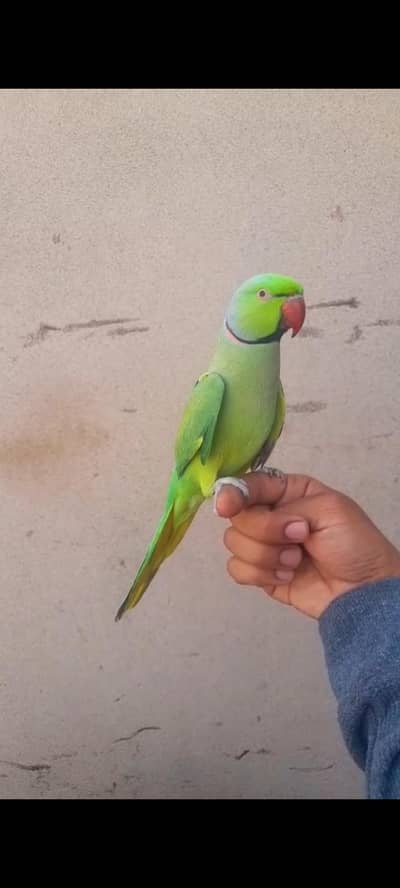 tame miya mitho khobsurat