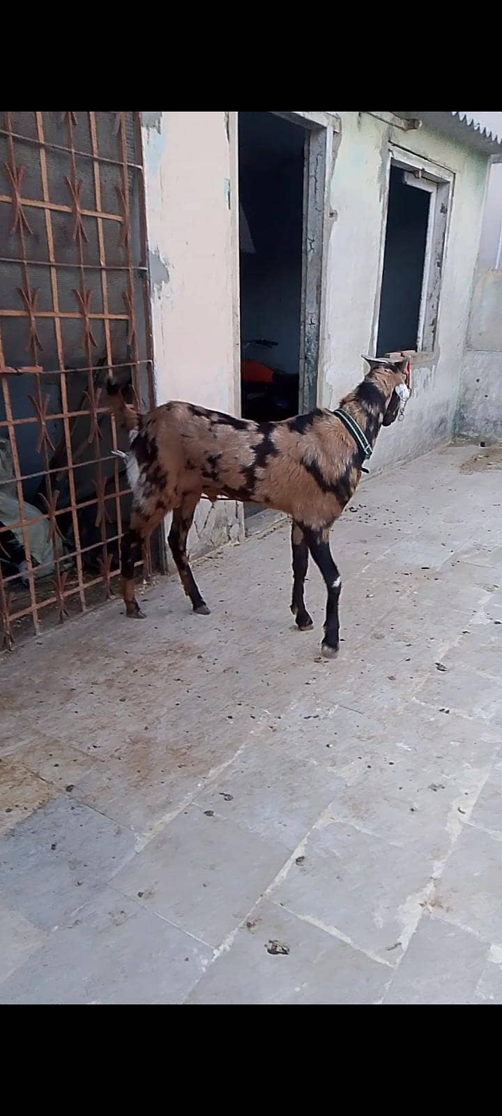 bakra 1