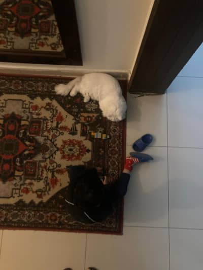 Persian Cat Lovers Only