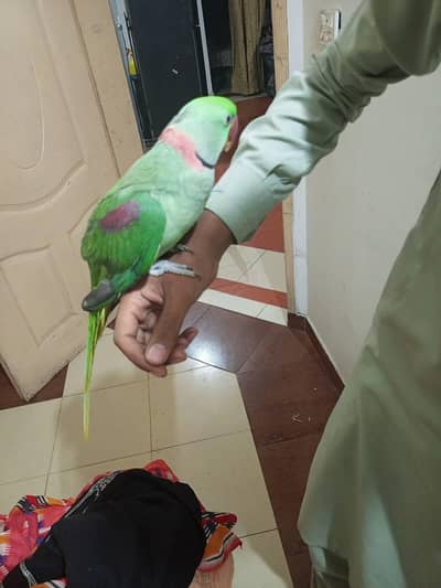 raw parrot male