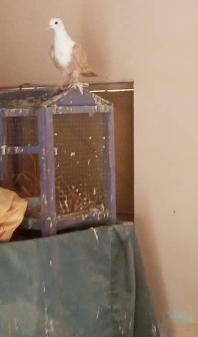 pigeon karblai pair sale full active and healthy pair 03036535323