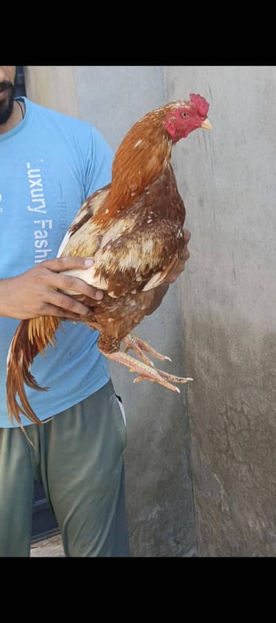 Murga for sale one time win