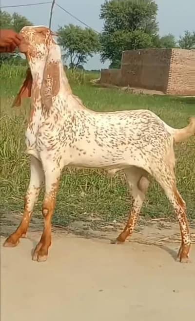 Makkah chini Bakra Urgent For Sale, 03298995343