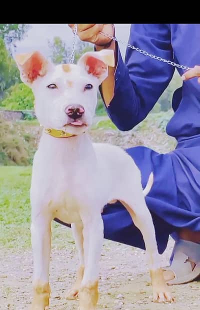 paver Kuwaiti gulteer male available for sale