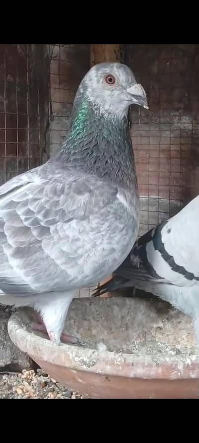 only Whatsapp number 03314886114