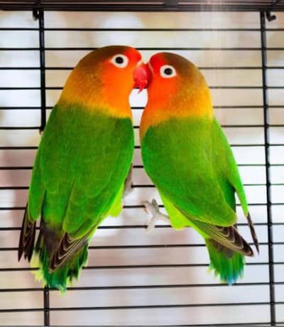 pair is Love bird