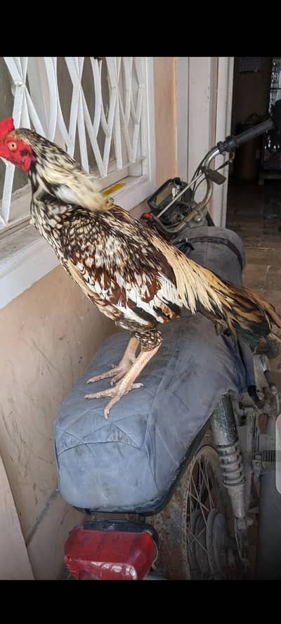 Top quality aseel murga for sale