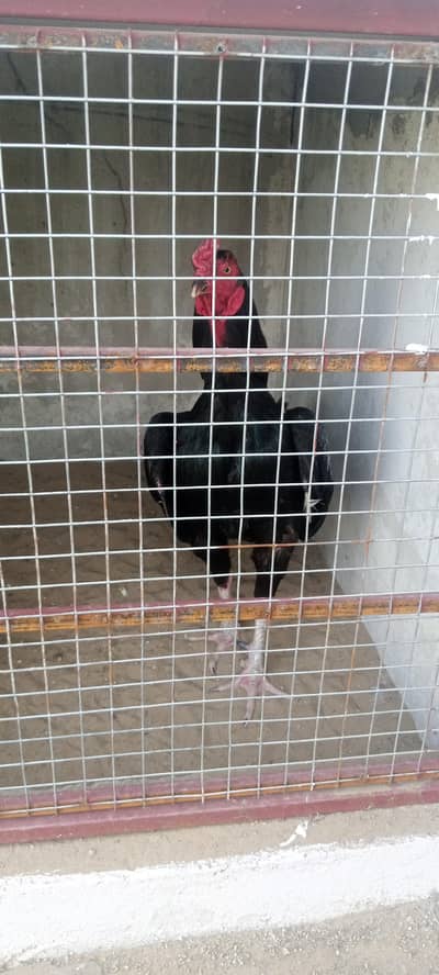 Top quality aseel murga for sale